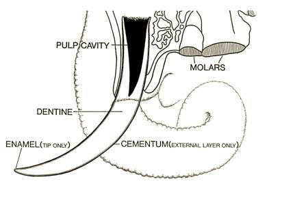 tusk_morphology